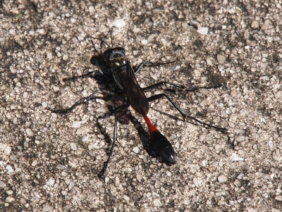 [This is a top down view from the back. The red section isn't as noticeable although it is still visible. It looks more like a big black bug in this image.]